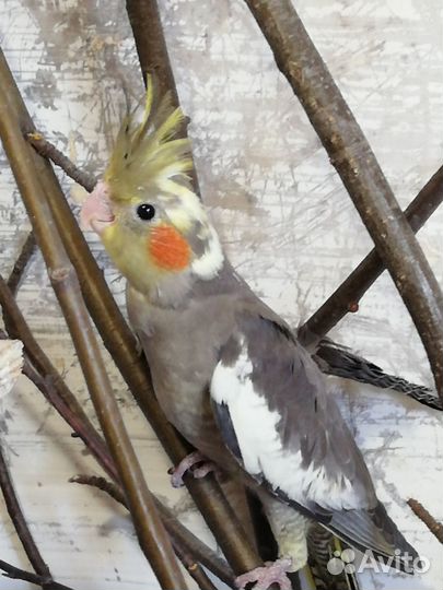 Птенцы кореллы