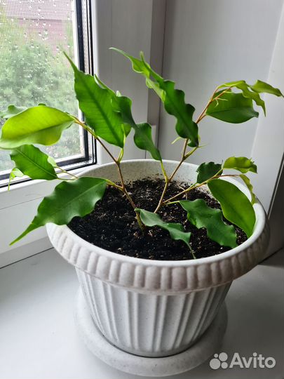 Цветы комнатные