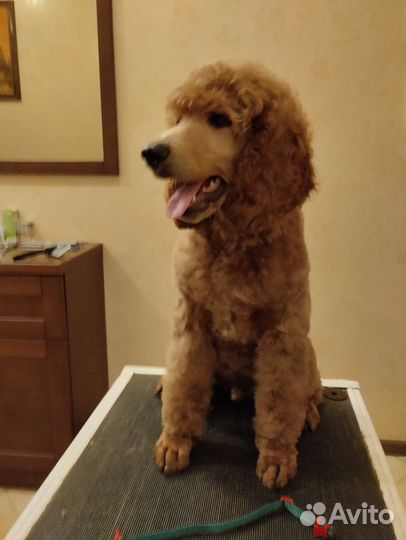 Щенки большого(королевского, стандартного) пуделя