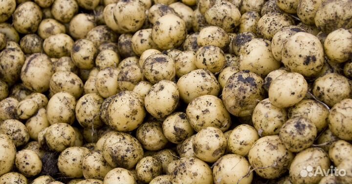 Картофель семенной