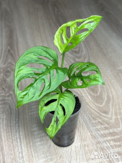 Монстера манки маск