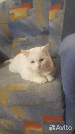 Кот в хорошие руки