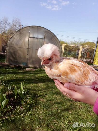 Падуан Петушок Шамоа