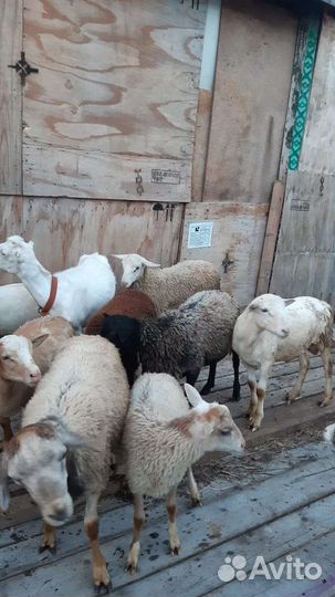 Овцы бараны дорпер