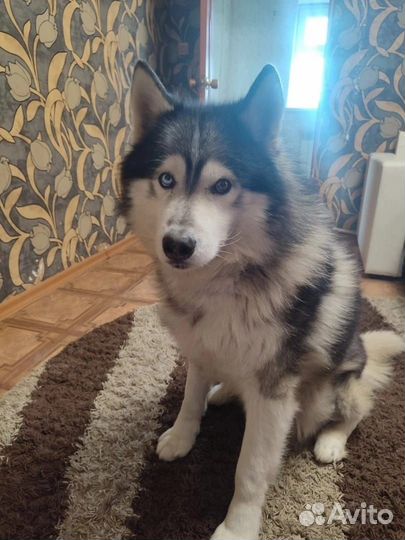 Сибирский хаски