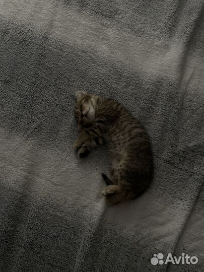 Котенок