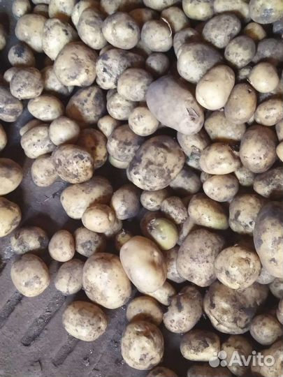 Продам картофель