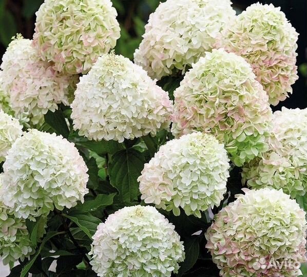 Гортензия метельчатая