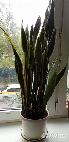 Сансивиерия трехполосная