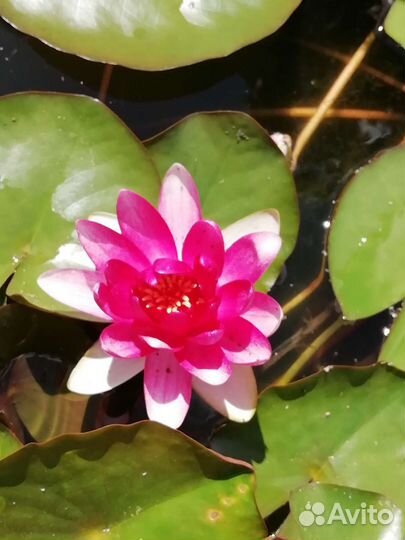 Растения для пруда. Нимфеи