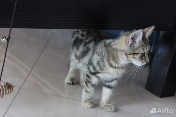 Помесь бенгала девочка