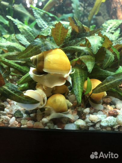 Желтые ампулярии