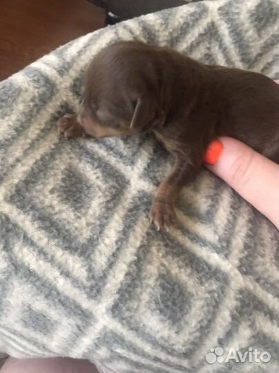 Щенки той терьер