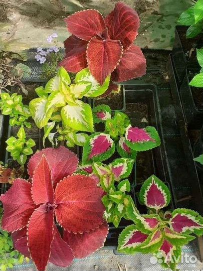 Колеусы Виззард Роуз и Тэррено