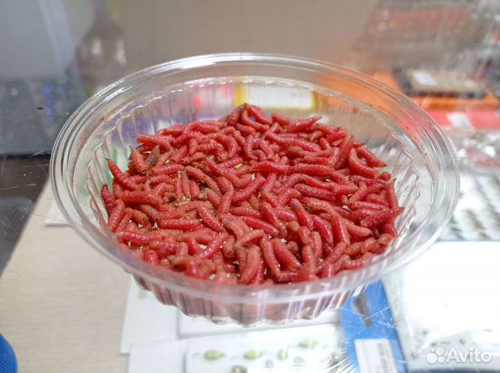 Красный опарыш