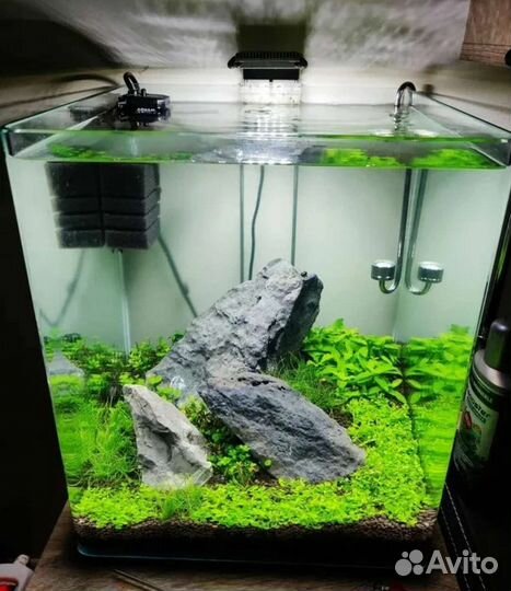 Аквариумные растения