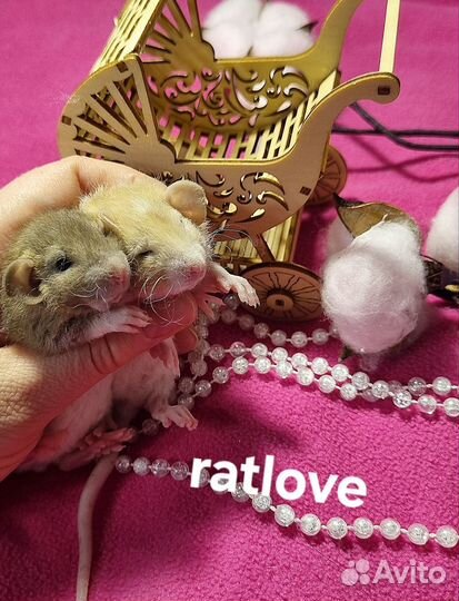 Крысята дамбо рекс девочки питомник