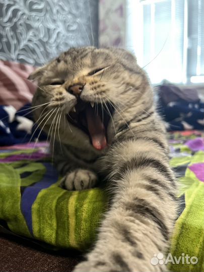 Вязка кот шотландский вислоухий