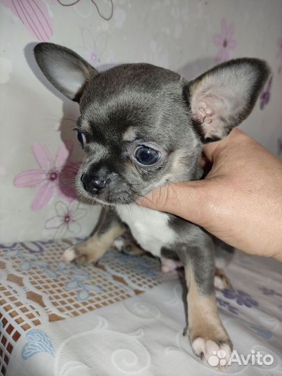 Щенки чихуахуа