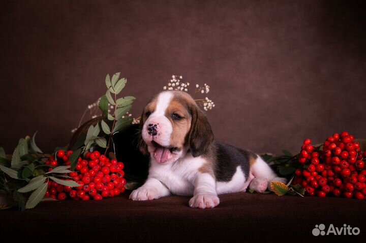 Бигль щенки