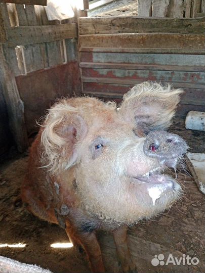 Хряк на племя