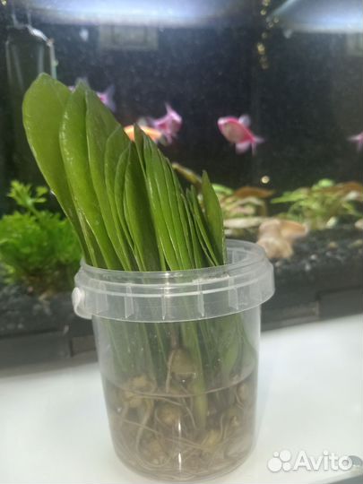 Замиокулькас