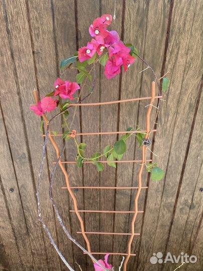 Бугенвиллии взрослые