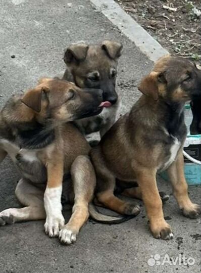Щенок в добрые руки бесплатно