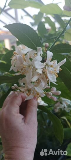 Лимонное дерево