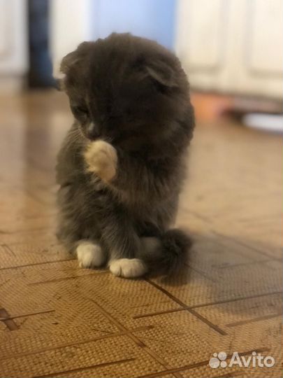 Шотладские котята