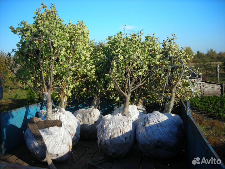 Яблоня Крупномер