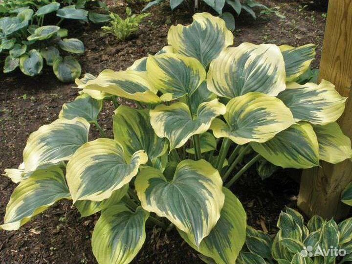 Хосты сортовые