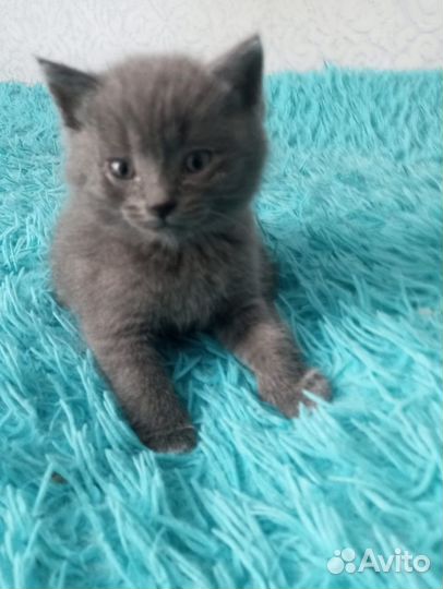 Отдам котят в хорошие руки