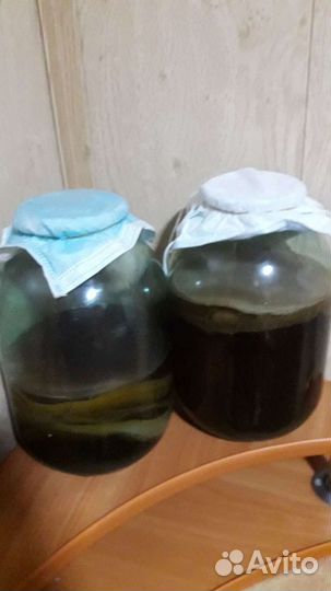 Чайный гриб