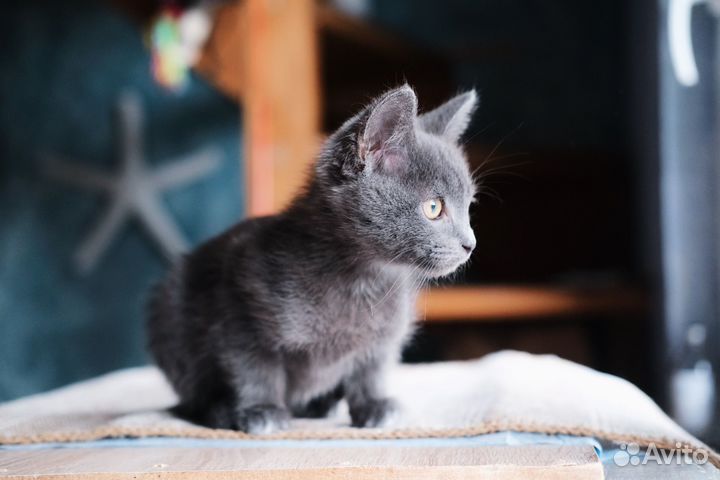 Серый ручной котёнок русской голубой