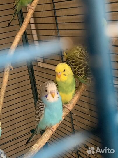 Волнистики птенцы