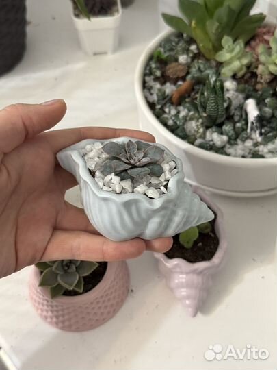 Суккуленты в горшочках
