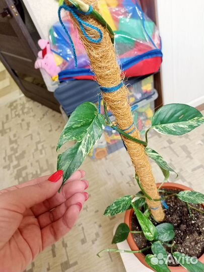 Эпипремнум Пиннатум вайт