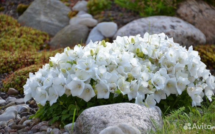 Растения для сада