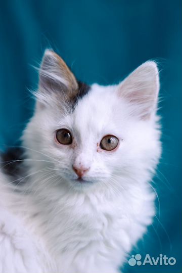 Котёнок из приюта