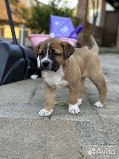 Метис кане корсо