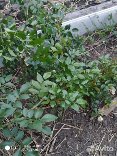 Почвопокровная роза