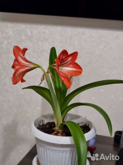 Гиппиаструм детки(обмен)