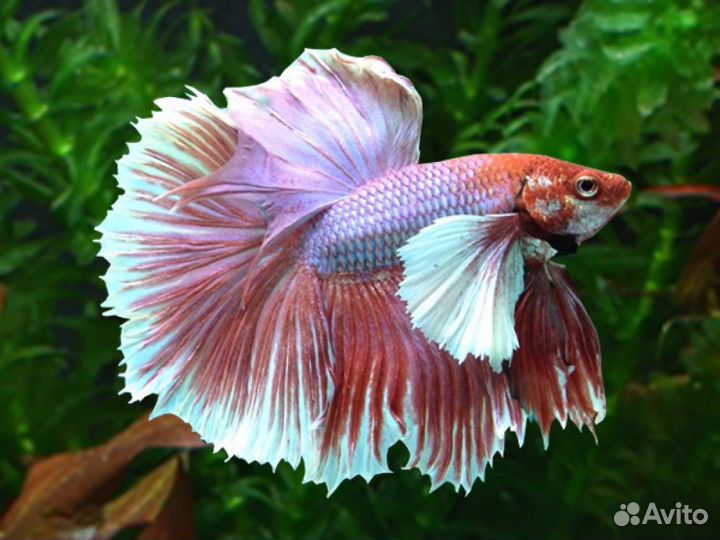 Аквариумные рыбки