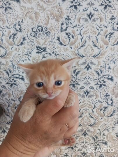Котята в добрые руки мальчики