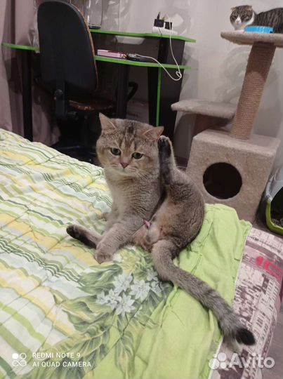 Шотландский кот золотая шиншилла