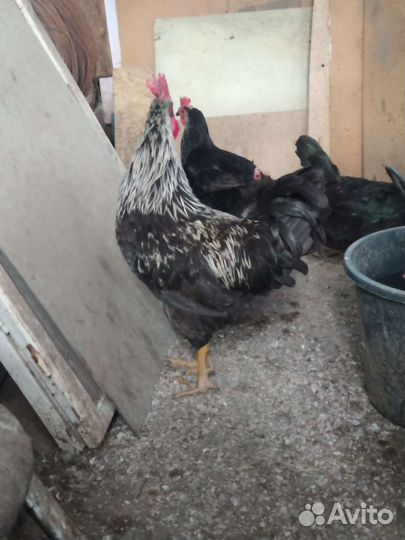 Петухи породы доминант