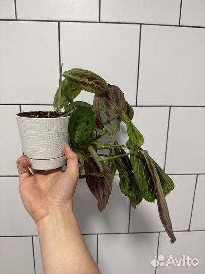 Маранта триколор