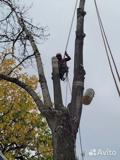 Спил деревьев, расчистка участков, дробление пней