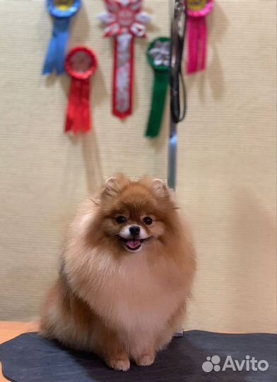 Груминг собак